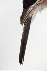 Tail Bird